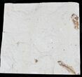 Fossil Crustacean (Geryon), Worm & Fish - Cretaceous #24106-3